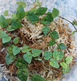 La Swamp Ficus Colombia Plant