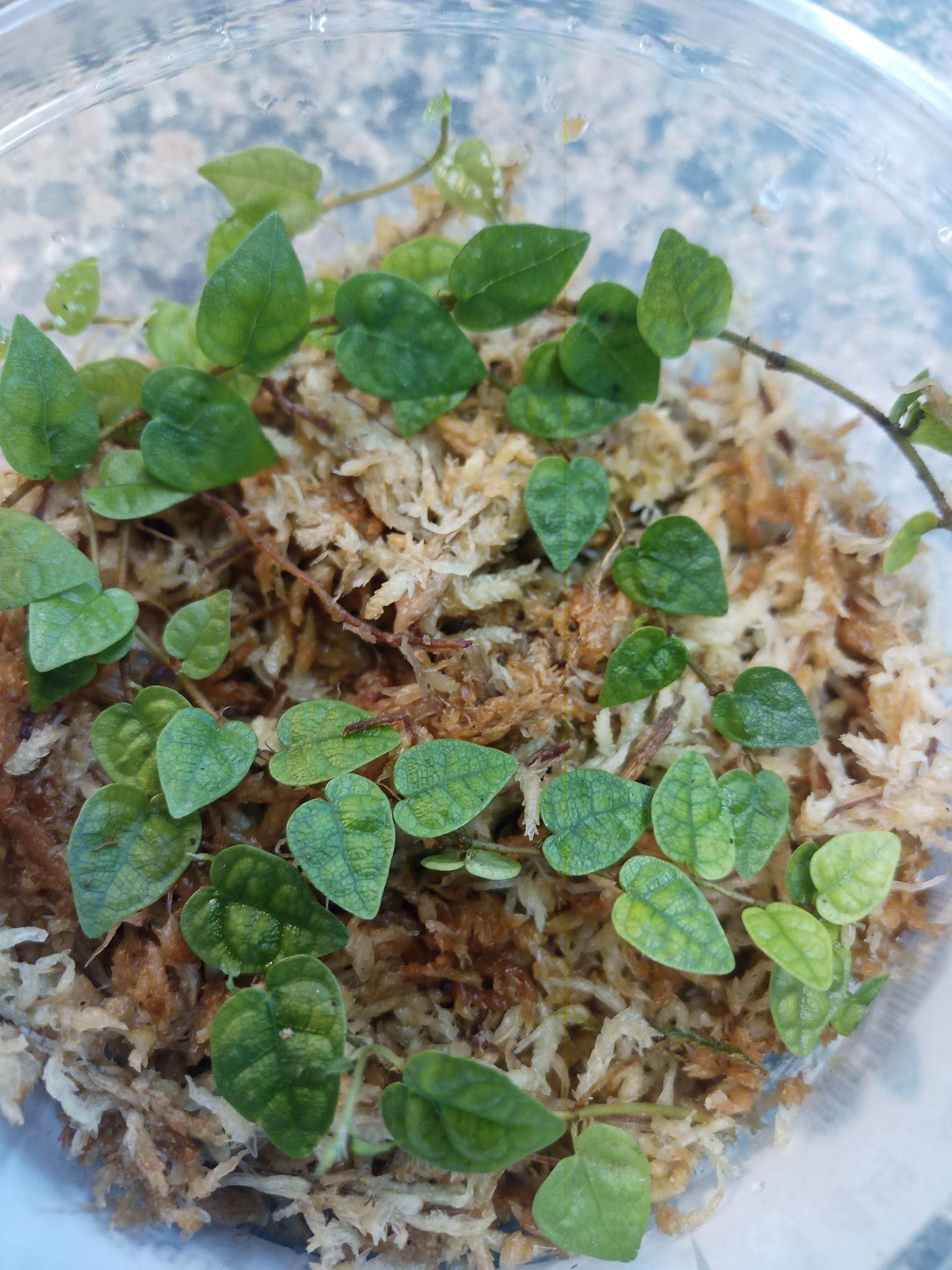 La Swamp Plante Ficus Colombia