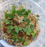 La Swamp Plante Ficus Colombia