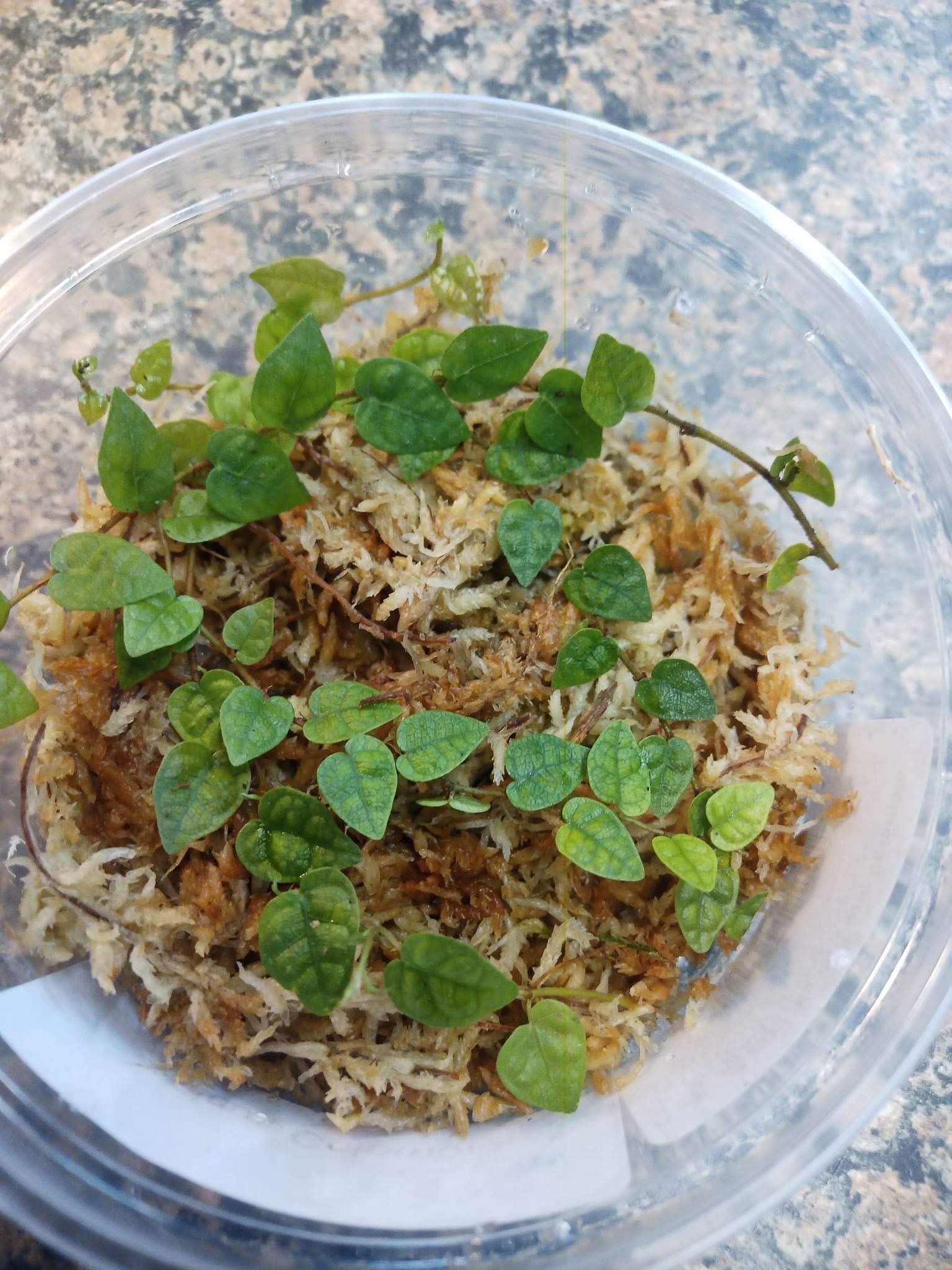La Swamp Ficus Colombia Plant