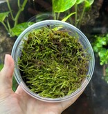 Magazoo Living Tropical Moss Plant
