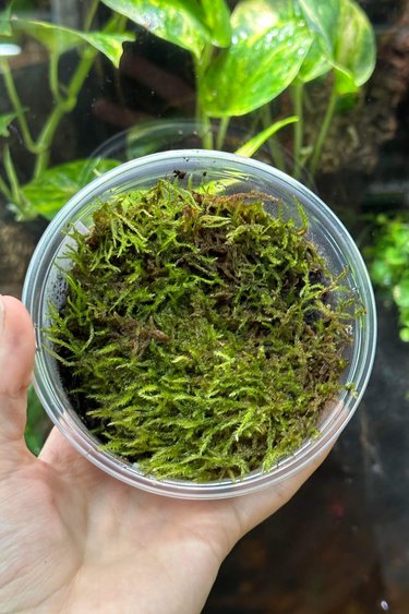 La Swamp Mousse tropical