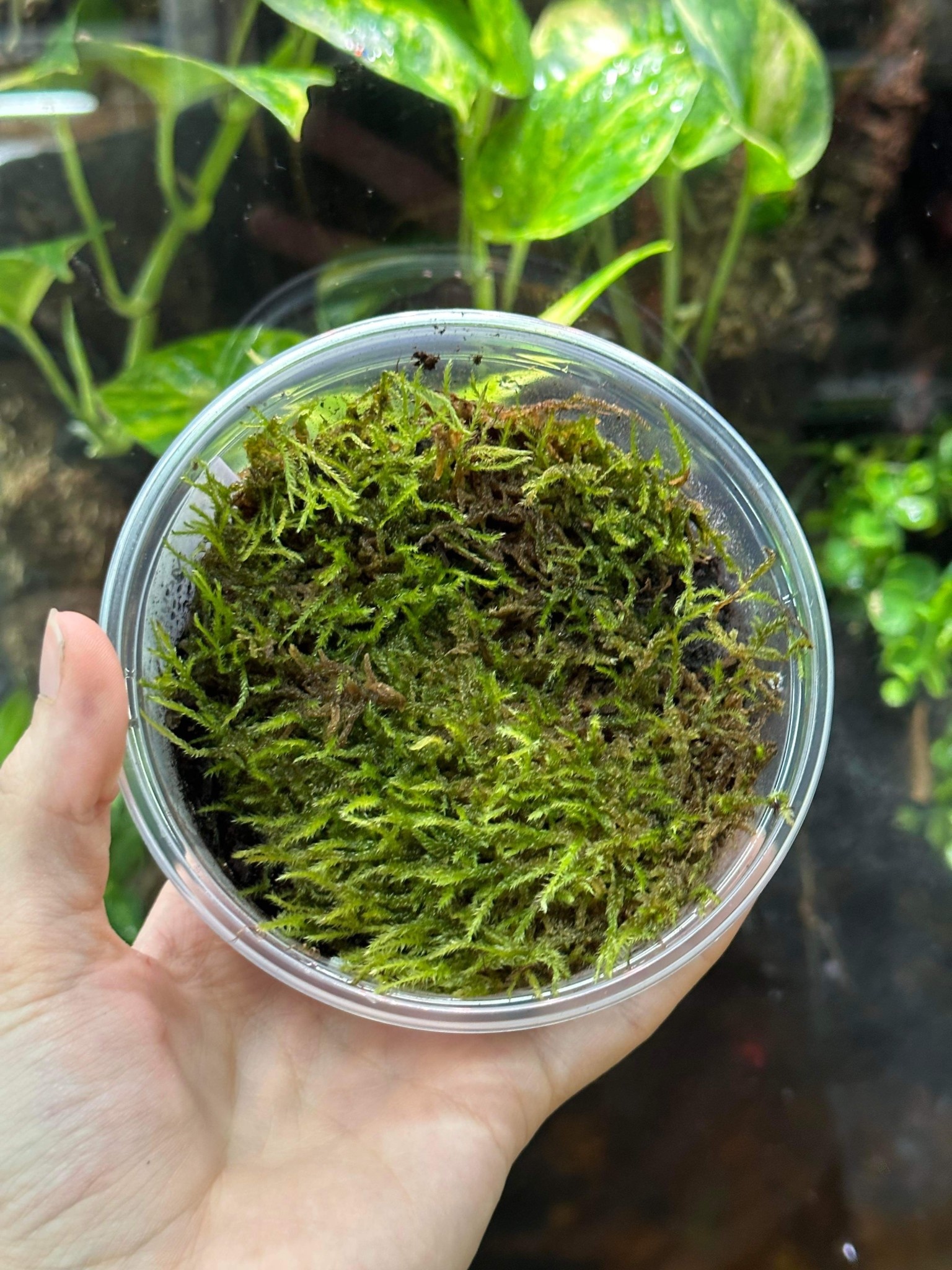 La Swamp Living Tropical Moss Plant