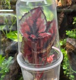 La Swamp Plante Begonia Rex ''red Kiss''