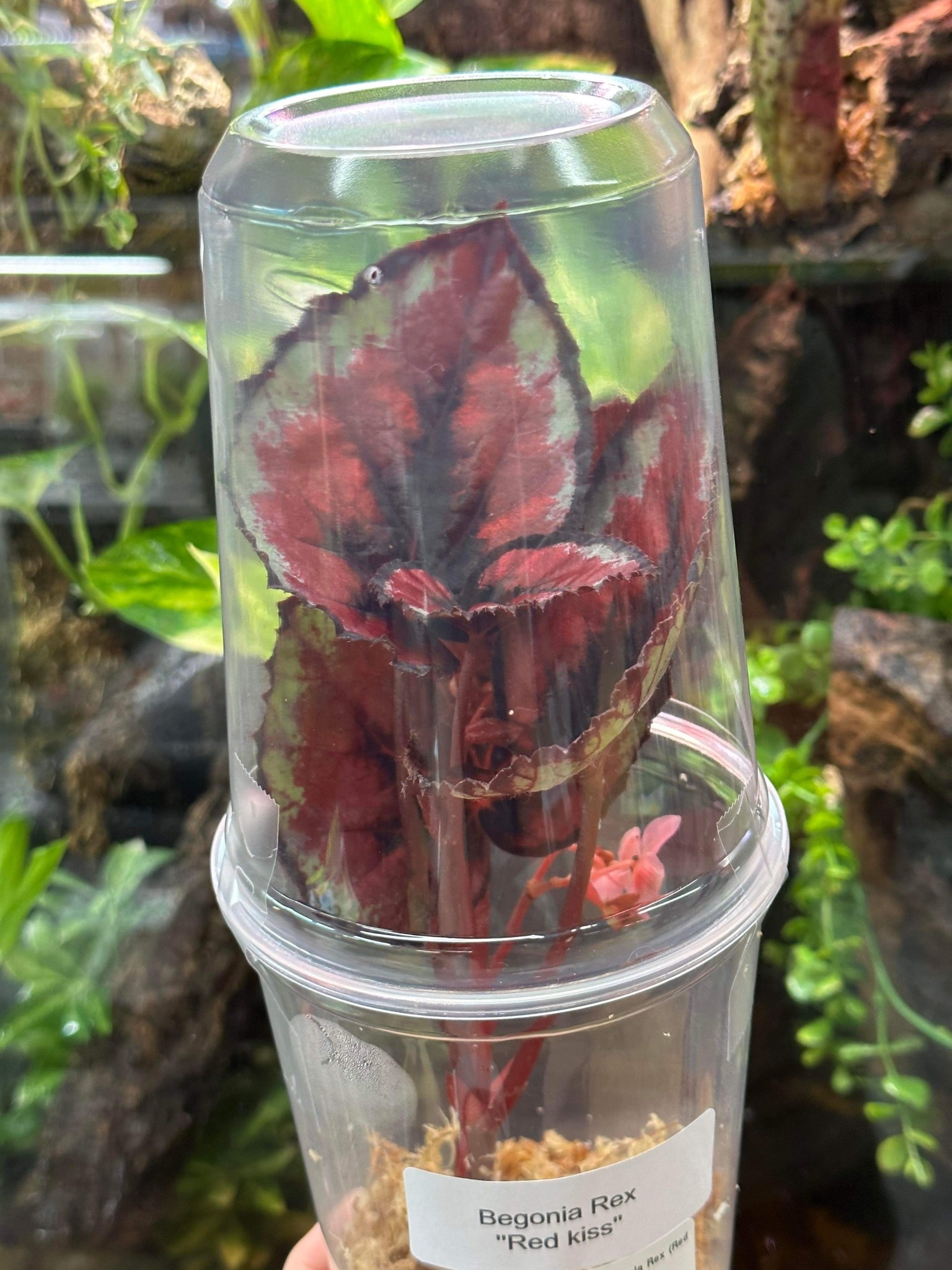La Swamp Plante Begonia Rex ''red Kiss''