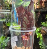 La Swamp Plante Begonia Rex ''red Kiss''