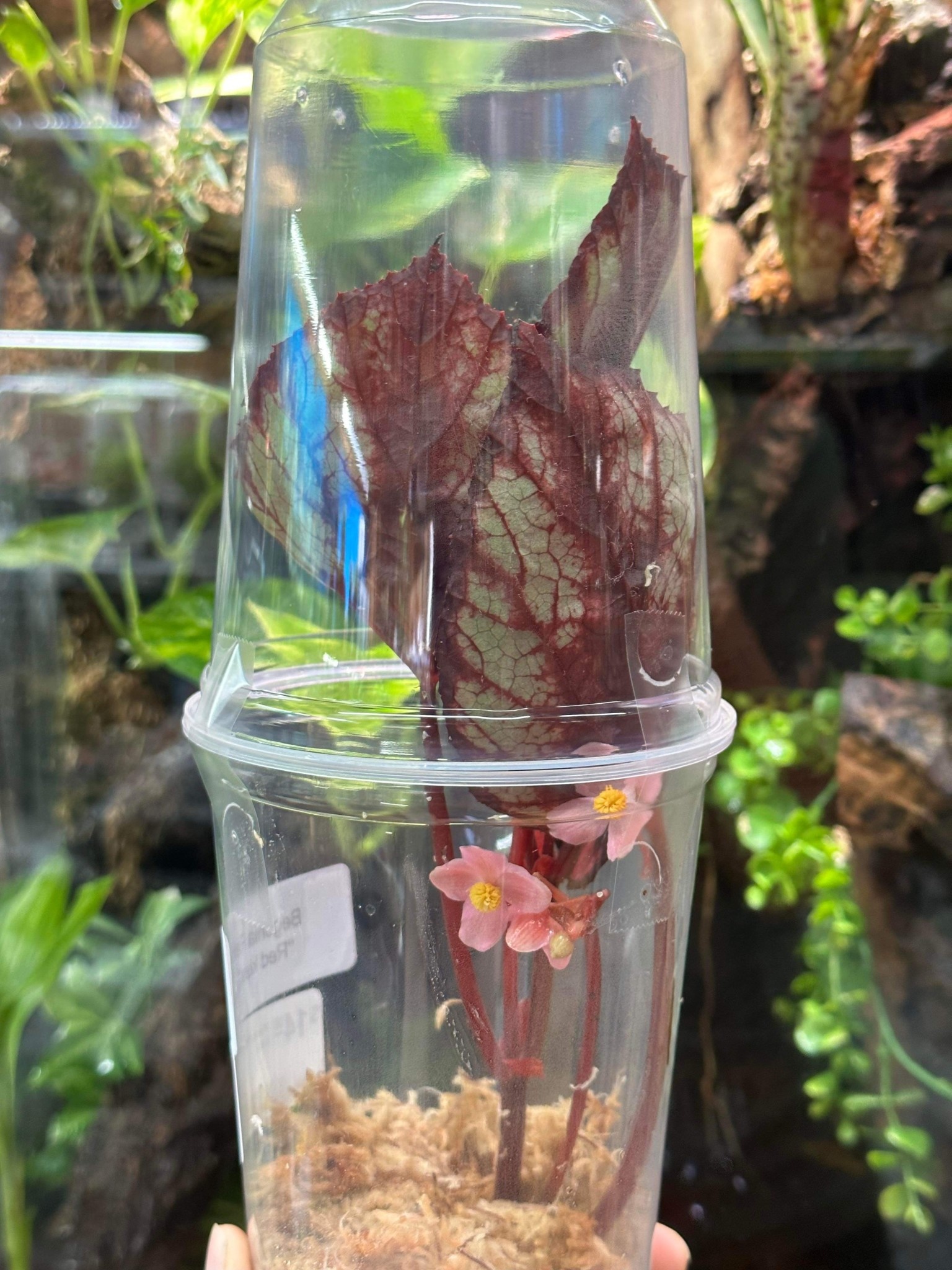 La Swamp Plante Begonia Rex ''red Kiss''