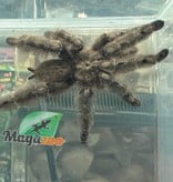 Mygale à jambes plumées 2.5'' /Stromatopelma calceatum