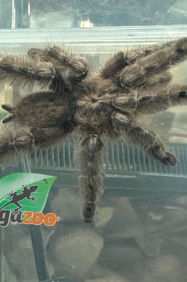 Feather leg baboon tarantula 2.5'' /Stromatopelma calceatum