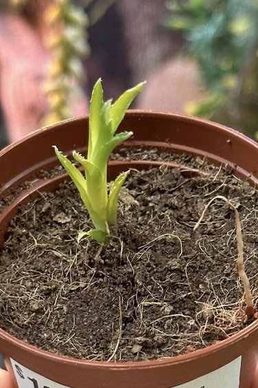 Magazoo Plante Cryptanthus glaziovii (Petite)