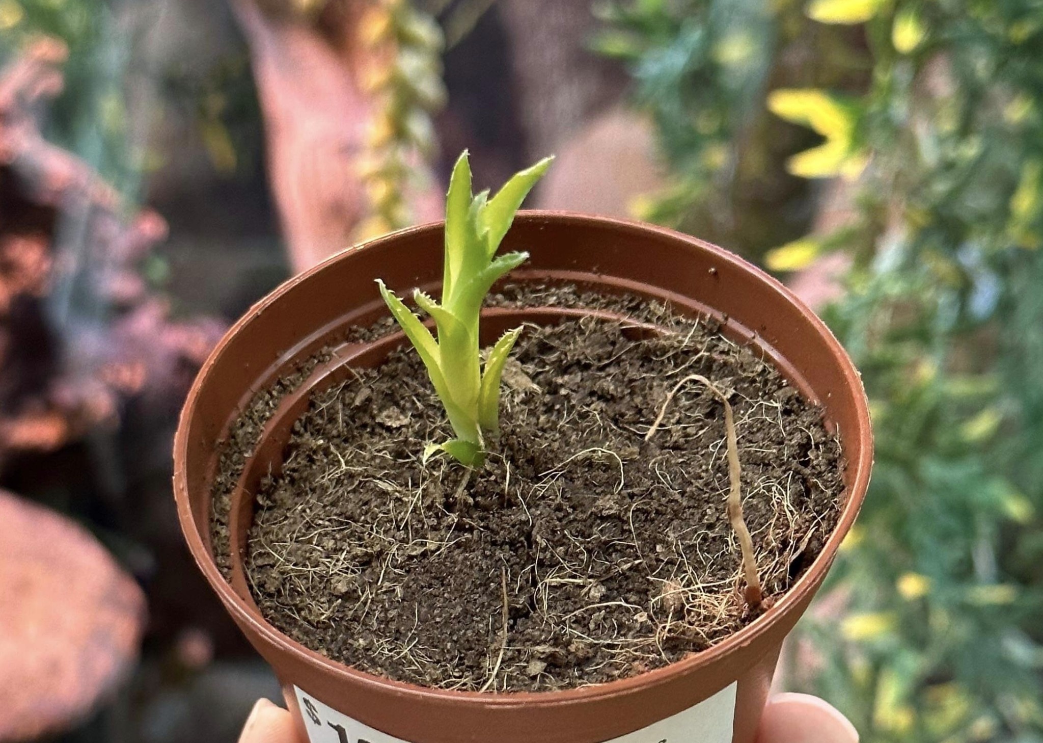 Magazoo Cryptanthus glaziovii Plant