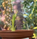 Magazoo Cryptanthus glaziovii Plant