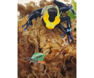 Creature Feature: Dyeing Poison Dart Frog