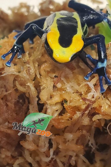 Magazoo Dyeing Poison Dart Frog