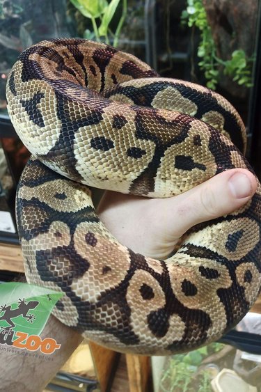 Snakes - Magazoo, the Universe of Reptiles