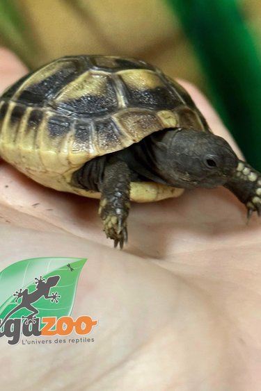 Magazoo Hermann's tortoise (Baby CB)