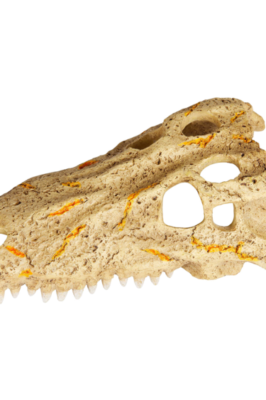 Zilla ZILLA 67972 Crâne de Crocodile - Moyen