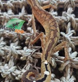 Magazoo Gecko aux yeux de chat mâle