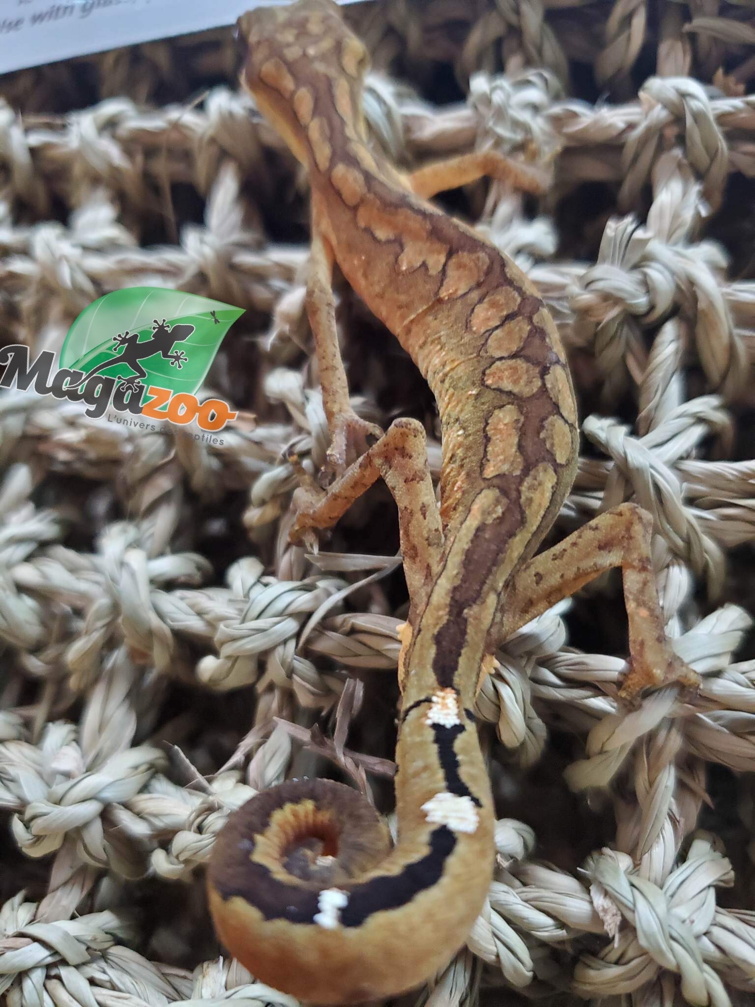 Magazoo Gecko aux yeux de chat mâle