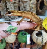 Magazoo Malaysian cat eyed gecko male
