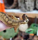 Magazoo Gecko aux yeux de chat mâle