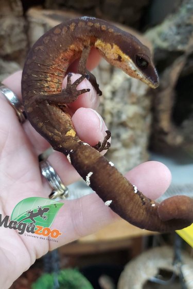 Magazoo Malaysian cat eyed gecko female