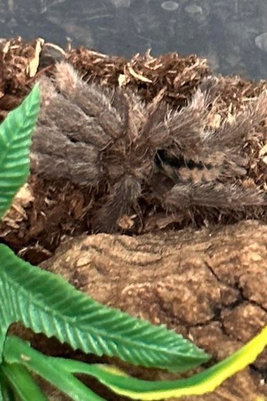 Magazoo Trinidad chevron tarantula 1/2'' / Psalmopoeus cambridgei - Sold with enclosure
