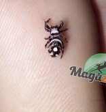 Magazoo Araignée sauteuse / Phiddipus regius