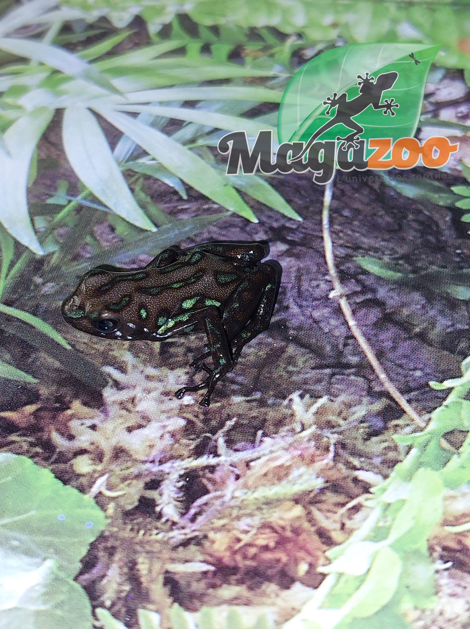 Magazoo Green and black poison Dart frog  ''camo'' - Dendrobate camo