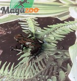 Magazoo Grenouille poison verte et noire ''camo'' - Dendrobate camo