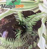 Magazoo Green and black poison Dart frog  ''camo'' - Dendrobate camo