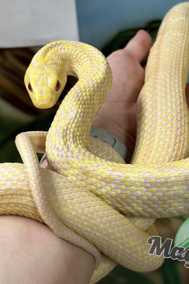 Magazoo King rat snake Royal albino Male 2021