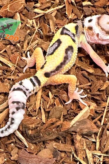 Magazoo Leopard gecko Bell Jungle Male born March 28, 2023