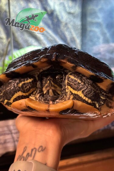 Magazoo Adult female yellow-bellied turtle/ 2nd chance adoption