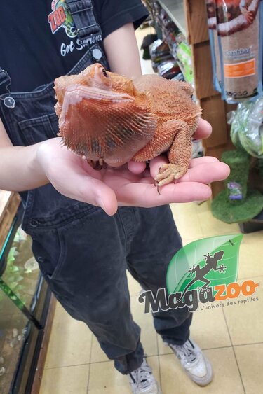 Magazoo Bearded dragon  Orange Adult male / 2nd chance adoption