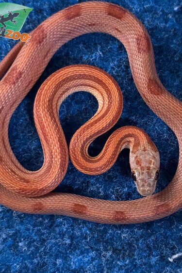 Magazoo Corn snake Striped Motley Baby