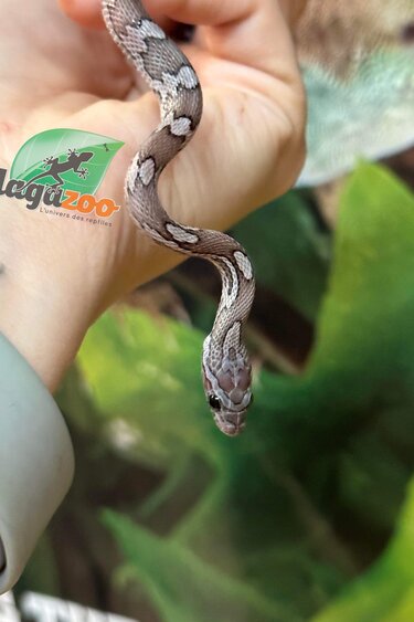 Magazoo Corn snake Charcoal Baby #2
