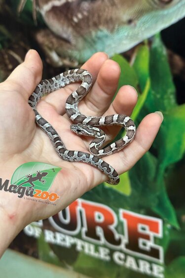 Magazoo Corn Snake Anery Baby #4