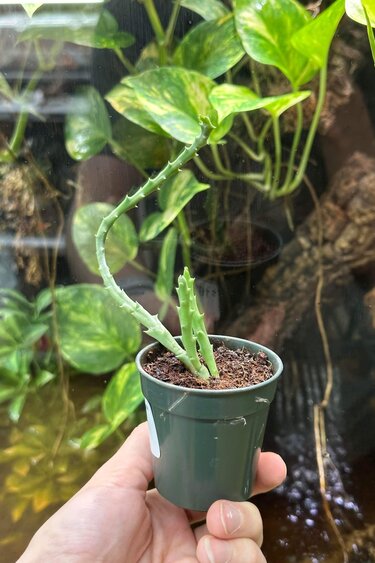 Magazoo Orbea variegata plant