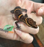 Magazoo Bawangling  cave gecko baby 2