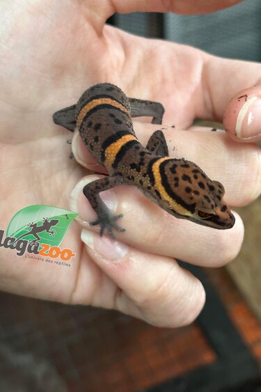 Magazoo Bawangling  cave gecko baby 2