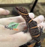 Magazoo Gecko  des cavernes Bawangling Bébé 2