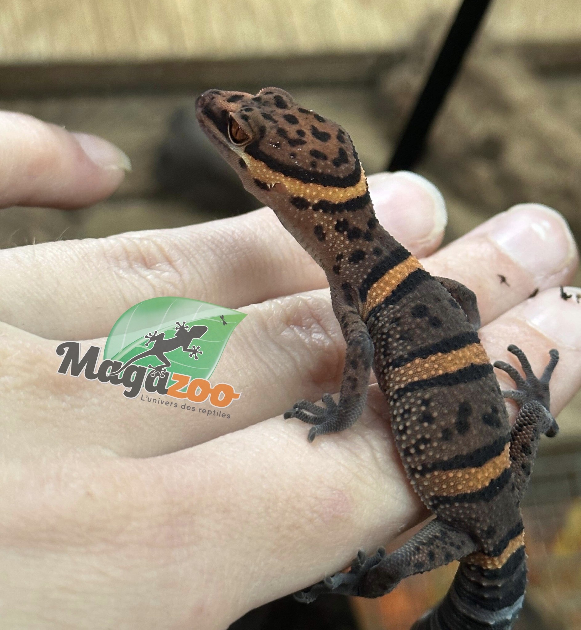 Magazoo Bawangling  cave gecko baby 2