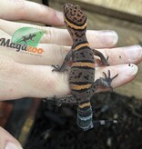 Magazoo Gecko  des cavernes Bawangling Bébé 2