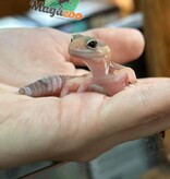 Magazoo Fat-tailed Gecko Albino baby