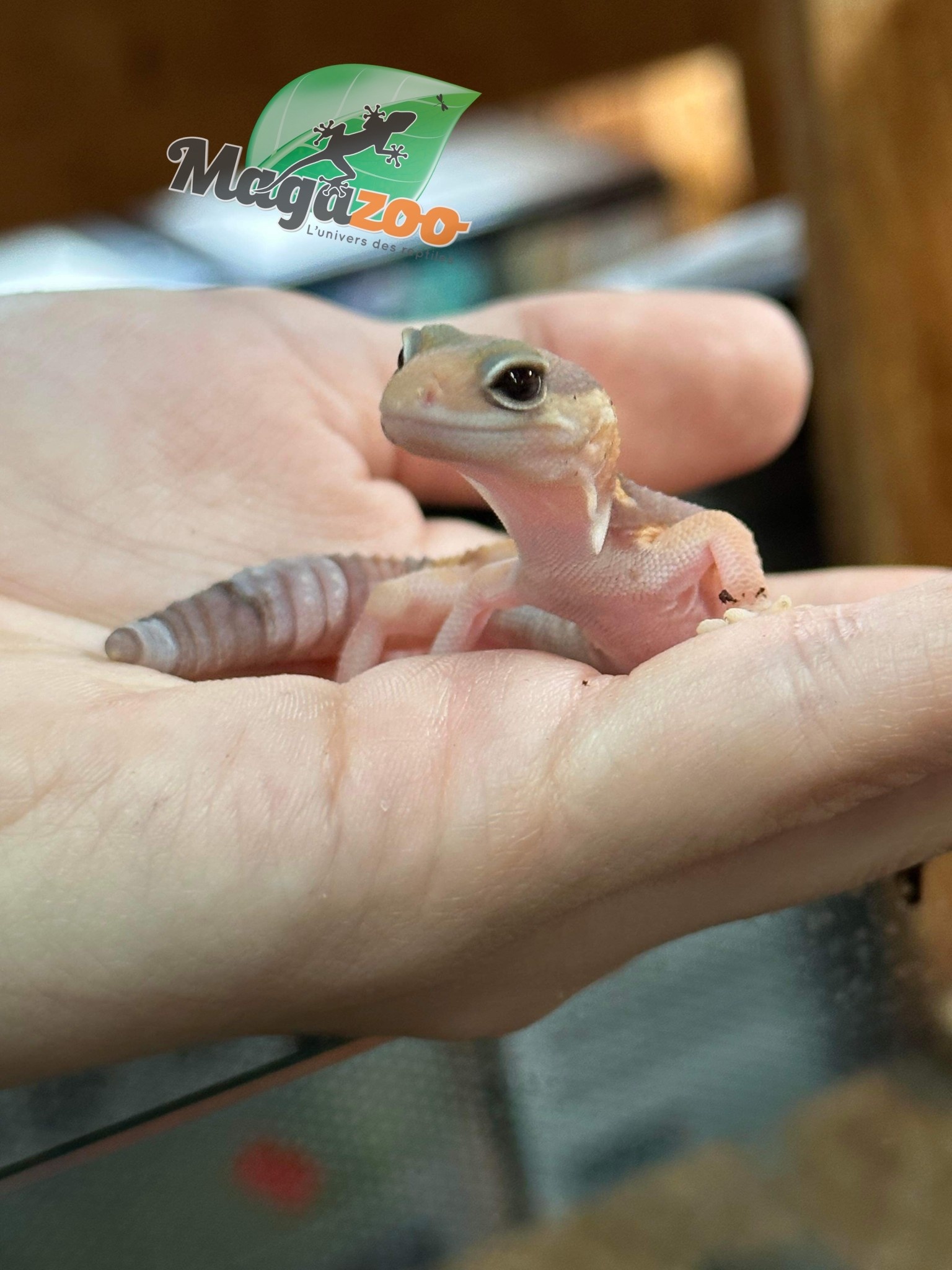 Magazoo Fat-tailed Gecko Albino baby