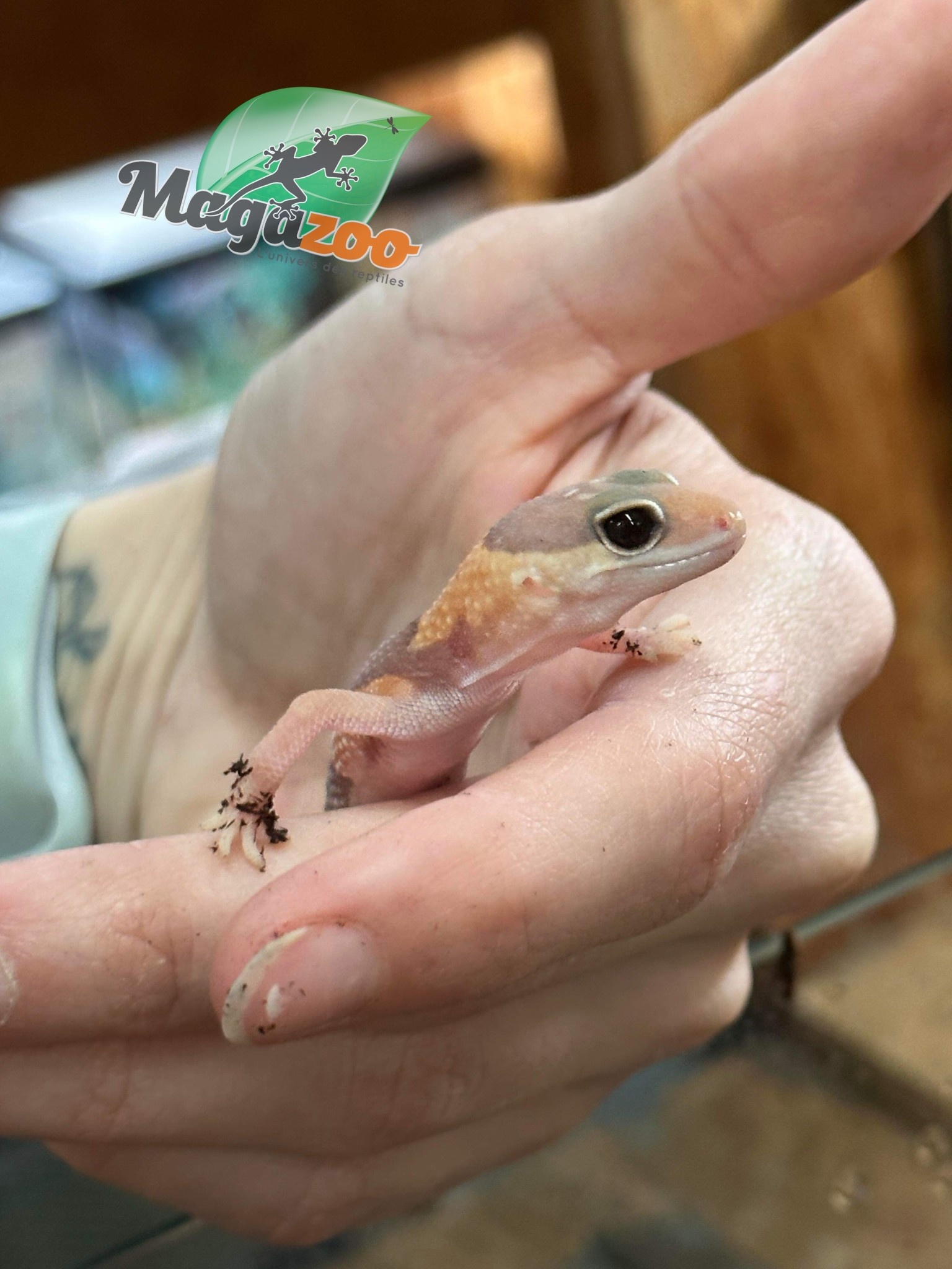 Magazoo Gecko à queue grasse Albino bébé (Fat tail)