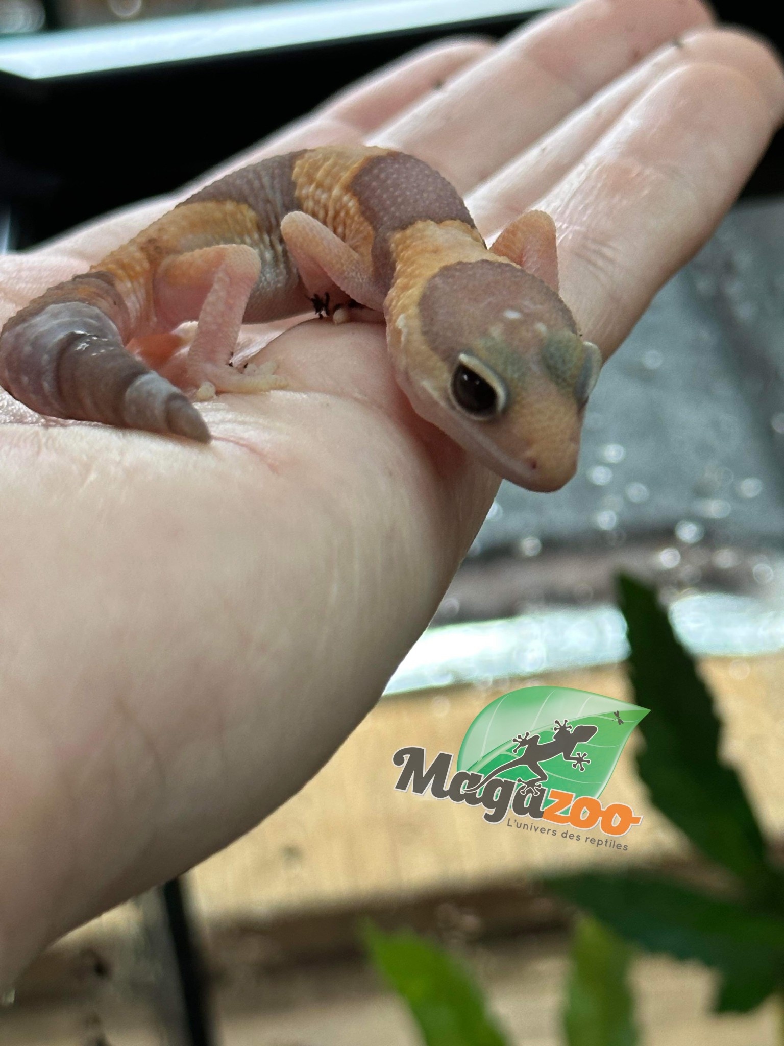 Magazoo Gecko à queue grasse Albino bébé (Fat tail)