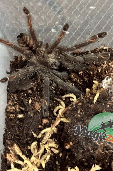 Magazoo Venezuelan tiger tarantula (3/4'') Sold with kit/ Psalmopoeus irminia