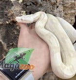 Magazoo Boa constrictorr Moonglow (Albino hypo) female born July 1, 2022